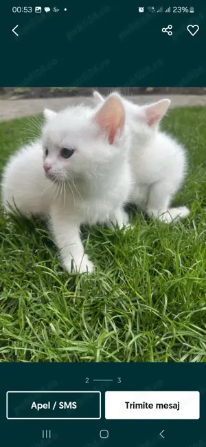 Puiuți American Shorthair White.  Asigur transport contra cost.  - imagine 2
