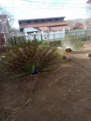 Vand perusi,fazani si pauni - imagine 2 Vand perusi,fazani si pauni - imagine 2