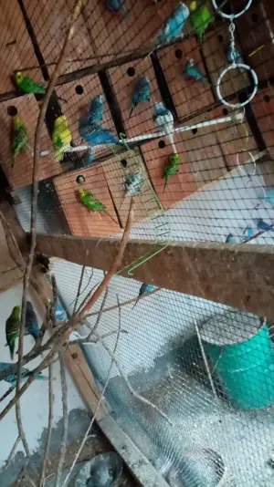 Vand perusi,fazani si pauni - imagine 3 Vand perusi,fazani si pauni - imagine 3