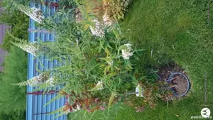 Plante deexterior si interior.