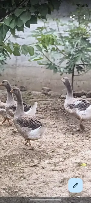 Giste Toulouse tineret din martie