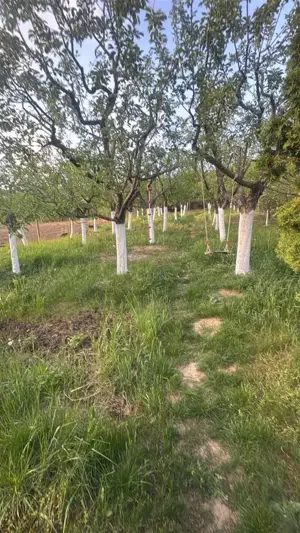 Casa 4 camere , Sancraiul de Mures , Str. Vale , Livada - imagine 11