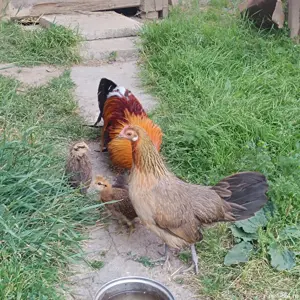 pereche găini phionix - imagine 3