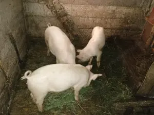 Vând 3 godini ,se dau toți la pachet 