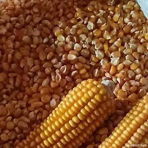 Porumb Moldovenesc sticlos si tărâță  - imagine 2