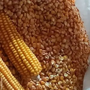 Porumb Moldovenesc sticlos si tărâță 