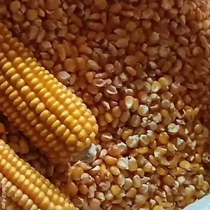 Porumb Moldovenesc sticlos și tărâță