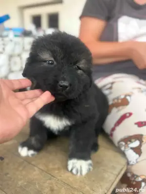 vand pui Ciobanesc Caucazian