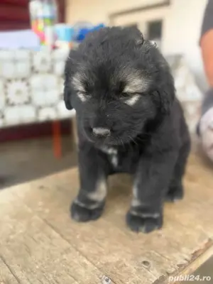 vand pui Ciobanesc Caucazian - imagine 2