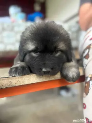 vand pui Ciobanesc Caucazian - imagine 4