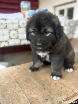 vand pui Ciobanesc Caucazian - imagine 3