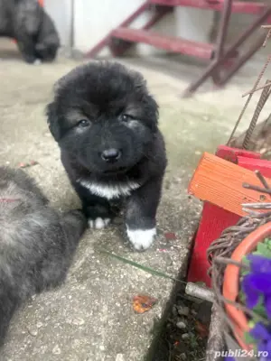 vand pui Ciobanesc Caucazian - imagine 5