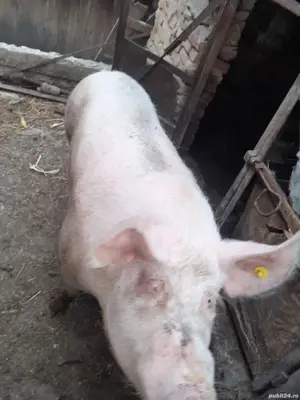 porc la 200 kg - imagine 2 porc la 200 kg - imagine 2