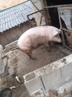 porc la 200 kg - imagine 3 porc la 200 kg - imagine 3