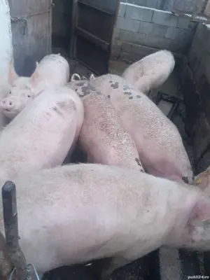 porci purcei 90 kg - imagine 3