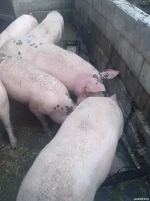 porci purcei 90 kg - imagine 2
