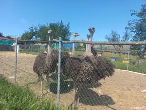 Vând struți masculi. - imagine 4 Vând struți masculi. - imagine 4