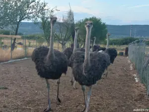 Vând struți masculi. - imagine 2 Vând struți masculi. - imagine 2