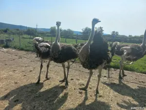 Vând struți masculi. - imagine 3 Vând struți masculi. - imagine 3