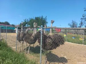 Vând struți masculi. - imagine 5 Vând struți masculi. - imagine 5