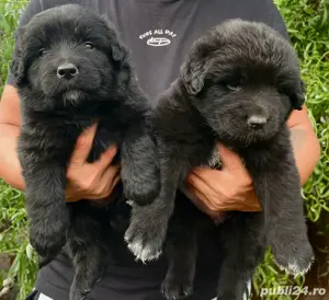 Pui Ciobanesc Corb Original - imagine 2