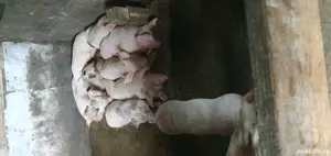 Purcei Marele Alb - imagine 2