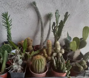 Cactuși diferite soiuri  - imagine 4