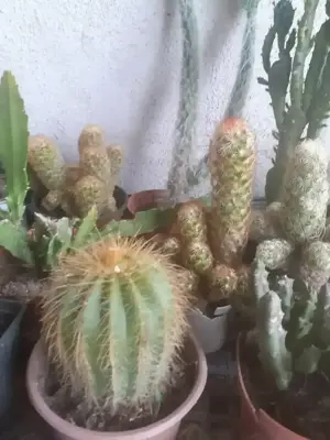 Cactuși diferite soiuri  - imagine 2