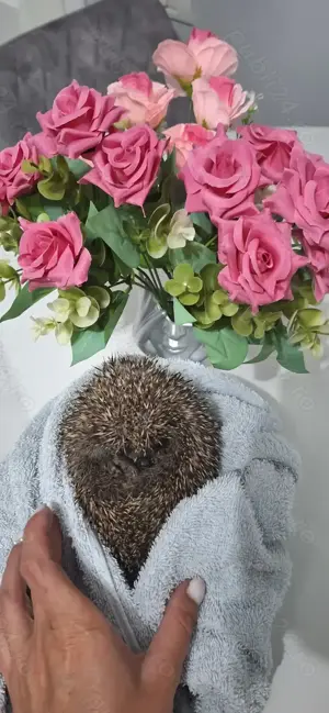 Pui și adulți de arici europeni autohtoni de curte sau ca animal de companie  - imagine 2