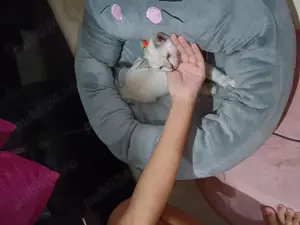 Vând pisica,pui british shorthair colorpoind.