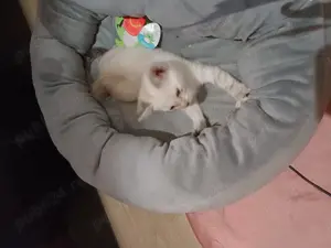 Vând pisica,pui british shorthair colorpoind. - imagine 2 Vând pisica,pui british shorthair colorpoind. - imagine 2