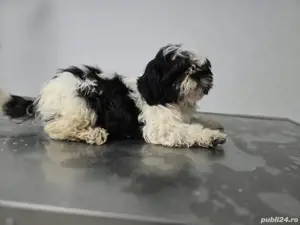 Shih-tzu fetiță si băiat  - imagine 2