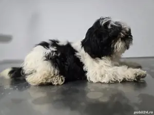 Shih-tzu fetiță si băiat  - imagine 3