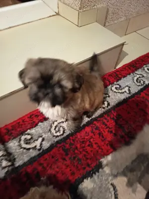 Shi tzu pui o lună jumate fetita