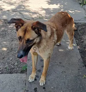 Adopție cățelușă metis de Malinois