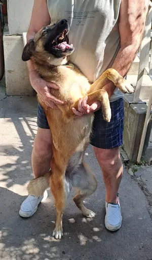 Adopție cățelușă metis de Malinois - imagine 2