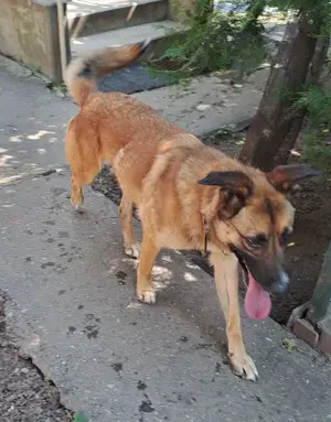 Adopție cățelușă metis de Malinois - imagine 4