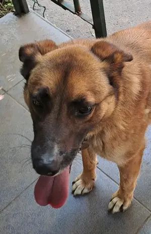 Adopție cățelușă metis de Malinois - imagine 3