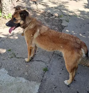 Adopție cățelușă metis de Malinois - imagine 5
