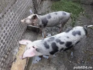 vand purcei - imagine 2