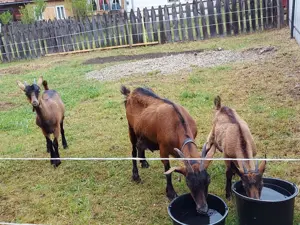 Vând capre rasa alpina franceza - imagine 2