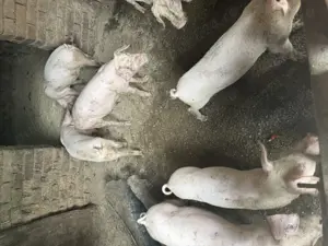 Oferta  - porci carne  - imagine 4 Oferta  - porci carne  - imagine 4