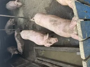 Oferta  - porci carne  - imagine 3 Oferta  - porci carne  - imagine 3