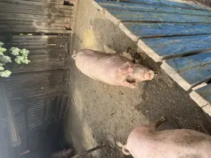 Oferta  - porci carne  - imagine 5 Oferta  - porci carne  - imagine 5