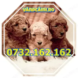 Firma Autorizata- catei Caniche Pudel Poodle Toy Rasa pura+Garantie+carnet+Factura-Livrare la Cluj - imagine 4