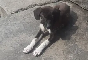 Cățe copoi de vânzare 