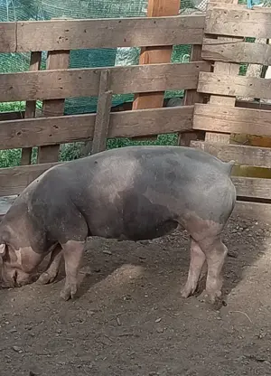 Porci, purcei 