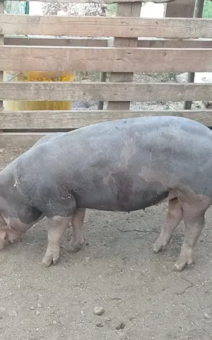 Porci, purcei  - imagine 3 Porci, purcei  - imagine 3