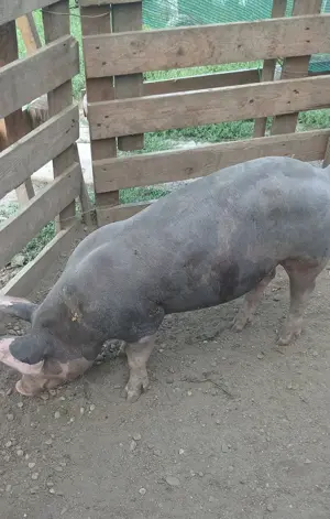 Porci, purcei  - imagine 2 Porci, purcei  - imagine 2