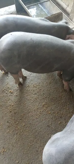 Porci, purcei  - imagine 4 Porci, purcei  - imagine 4